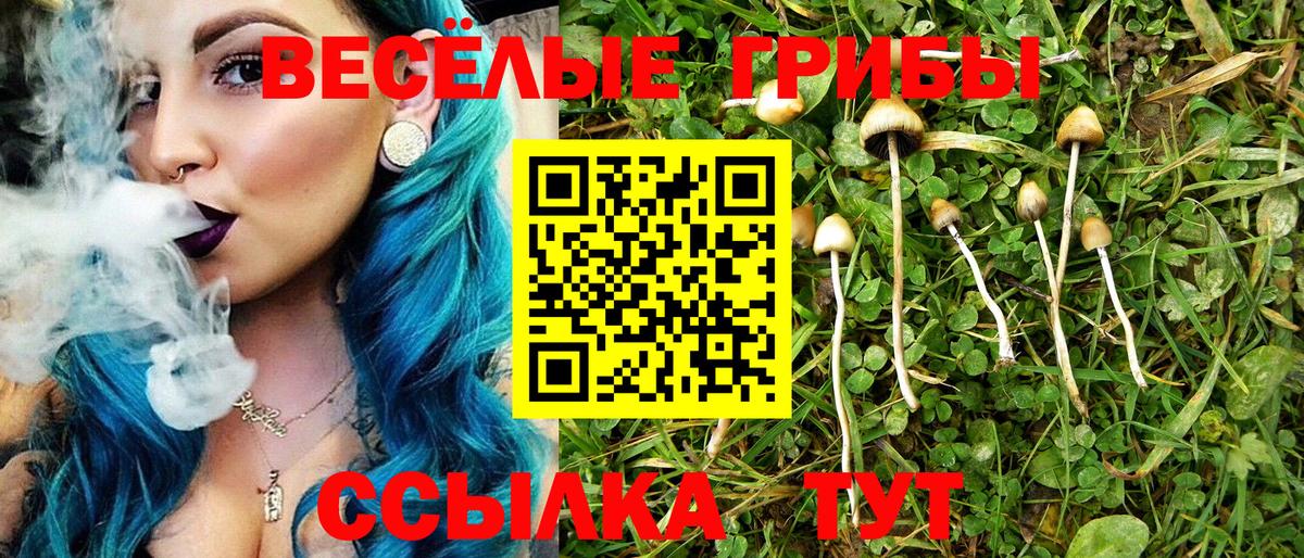Псилоцибиновые грибы Psilocybine cubensis Бугульма